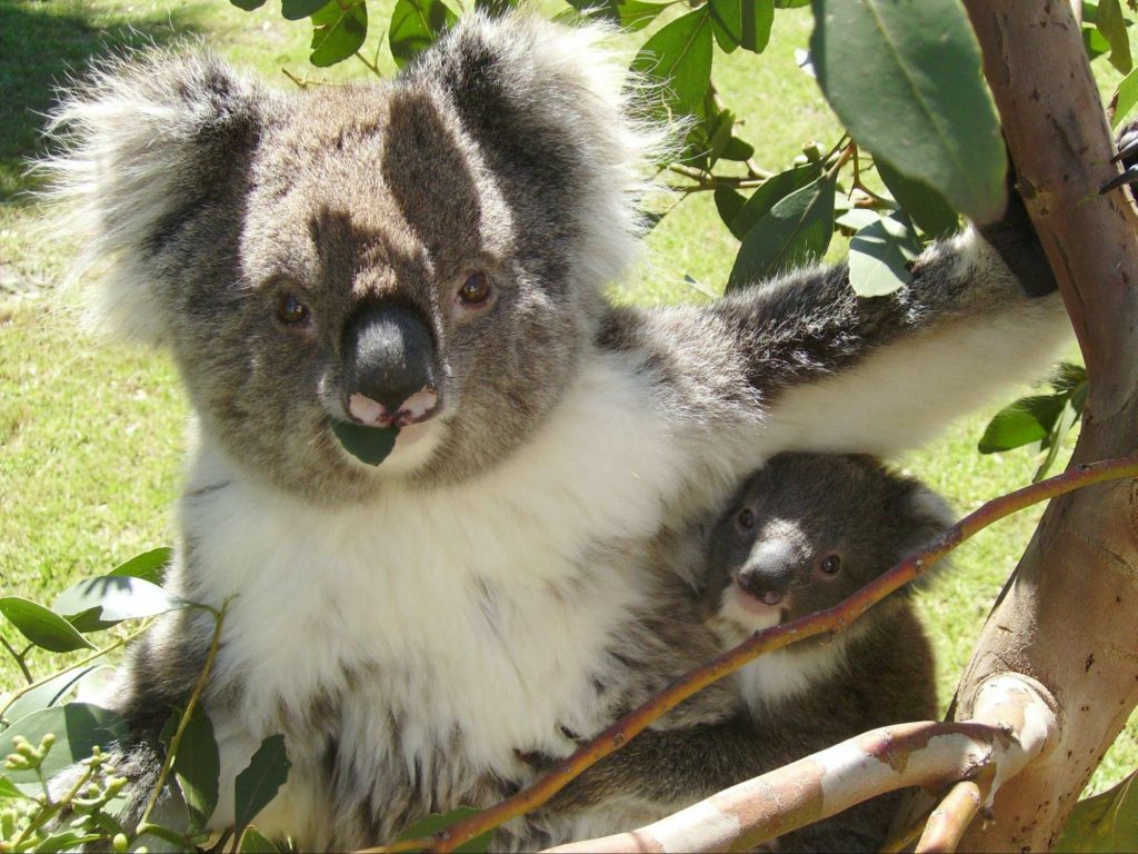 Koala - Narrawong Island Holiday Park